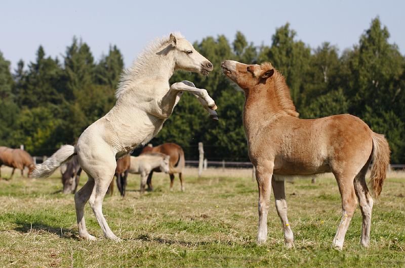 Gabriel und Myrdal 10.jpg